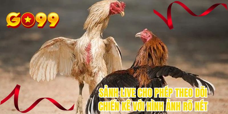 Sảnh live cho phép theo dõi chiến kê với hình ảnh rõ nét